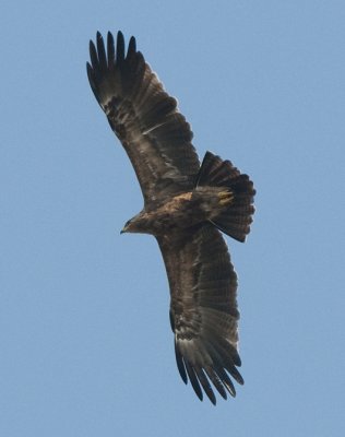 Lesser-Spotted Eagle ( Mindre skrikörn )
