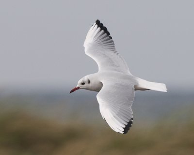   Falsterbo Skne