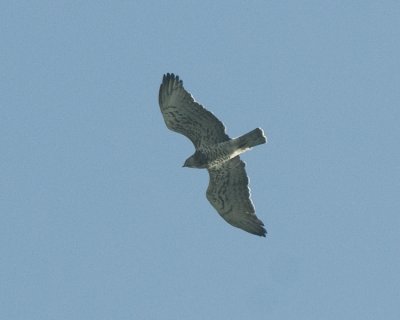 Short-Toed Eagle ( Ormörn )