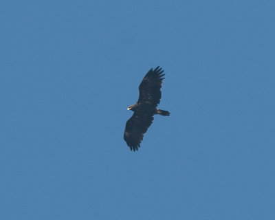 Greater-Spotted Eagle ( Större skrikörn )