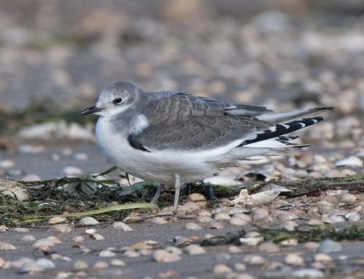  Skummeslvsstrand Halland