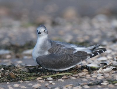  Skummeslvsstrand Halland