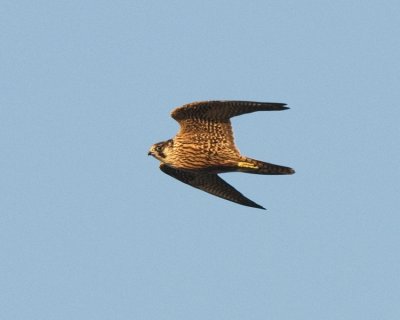 Peregrine falcon ( Pilgrimsfalk )