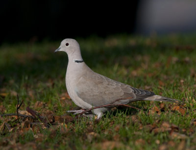 Collared Dove ( Turkduva )