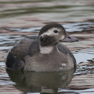 Long-tailed Duck ( Alfågel )