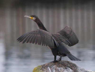 Great Cormorant (Storskarv )