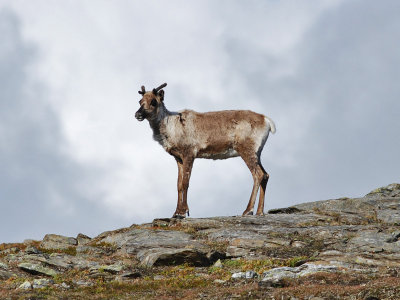 Renkalv Tornetrsk Lappland