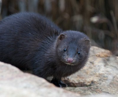 Mustela vison ( Mink )