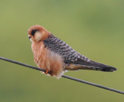 Red-Footed Falcon ( Aftonfalk )