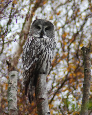 Great Northern Owl ( Lappuggla )