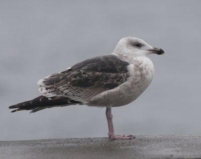 Great black-backed Gull (Havstrut )