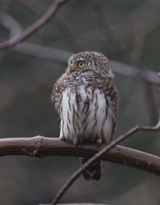 Pygmy Owl ( Sparvuggla )