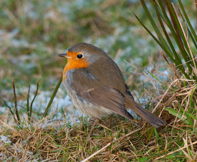 European Robin ( Rdhake )