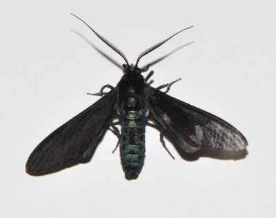 Antichloris viridis ( Bananglansvinge )