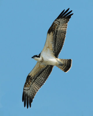 Osprey ( Fiskgjuse )