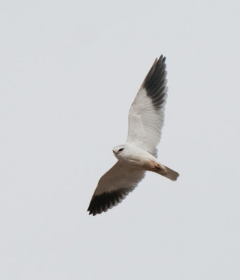 Black-Shouldered Kite ( Svartvingad Glada )