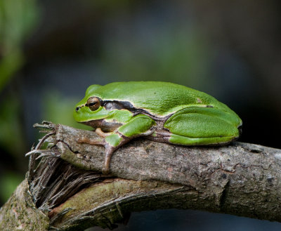 Frogs ( Grodor )