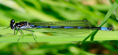  Herkules dammar Skne 20 Maj 2012