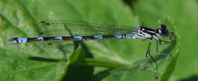  Herkules dammar Skne 20 Maj 2012