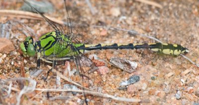 Ophigomphus cecilia ( Grn flodtrollslnda )