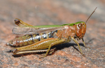 Omocestus viridulus ( Grn ngsgrshoppa )