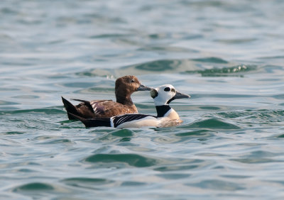 Stellers Eider