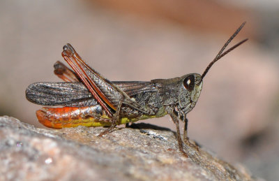 Chorthippus biguttulus ( Slttergrshoppa )