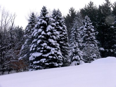 Trees in Winter 2