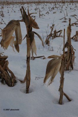 Corn Stalks in Field