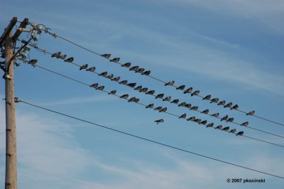 Rock Doves On Wires