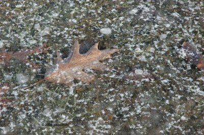 Frozen Oak Leaf