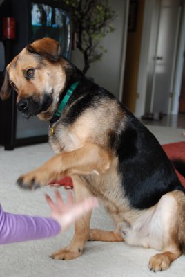 Kingston Learns to Shake