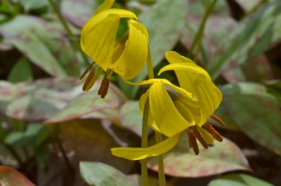 yellow trout lilies18 4-30-11