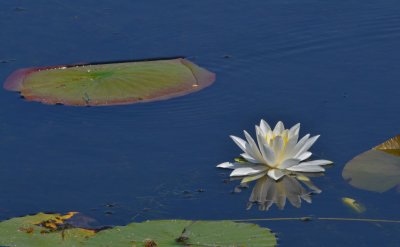 water lily 01 7-17-11