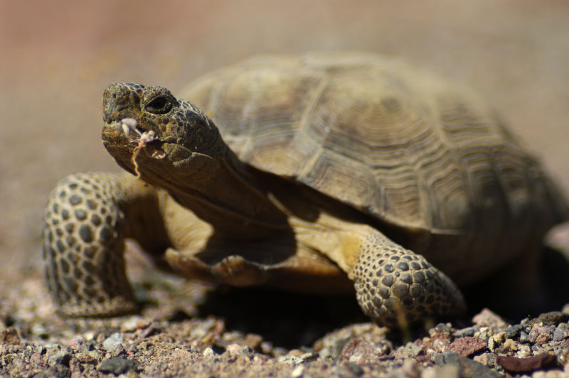 Desert Tortoise