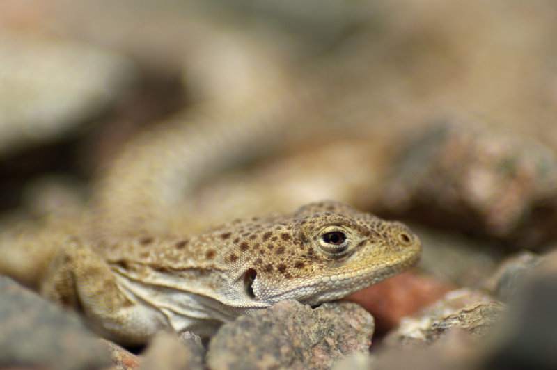 Leopard Lizard