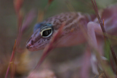 Banded Gecko