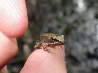 Tiny Wood Frog