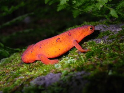 Eft (Red Spotted Newt)
