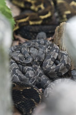 Family of Timber Rattlesnakes