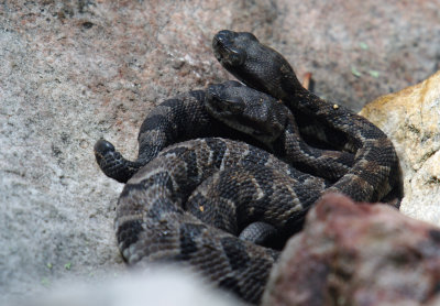 Juvenile Timber Rattlesnakes