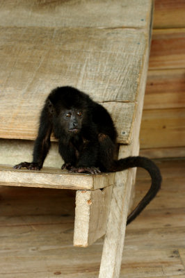 Juvenile Howler Monkey