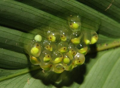 Red Eyed Tree Frog Egg Cluster