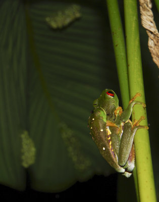 Mating Red Eyed Tree Frogs With Eggs