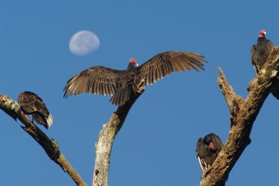 Morning Dry; Black Vultures