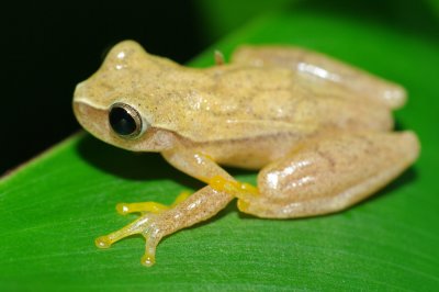 Yellow Tree Frog