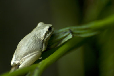 Pacfic Tree Frog