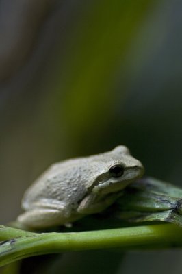 Pacfic Tree Frog