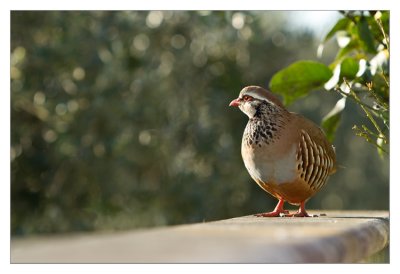 PERDIZ (Alectoris Rufa)