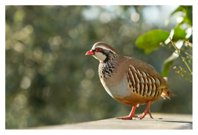 PERDIZ (Alectoris Rufa)